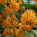 Fragrant Tea Olive Plant Apricot Echo Osmanthus fragrans Evergreen Shrub Live Starter Cutting