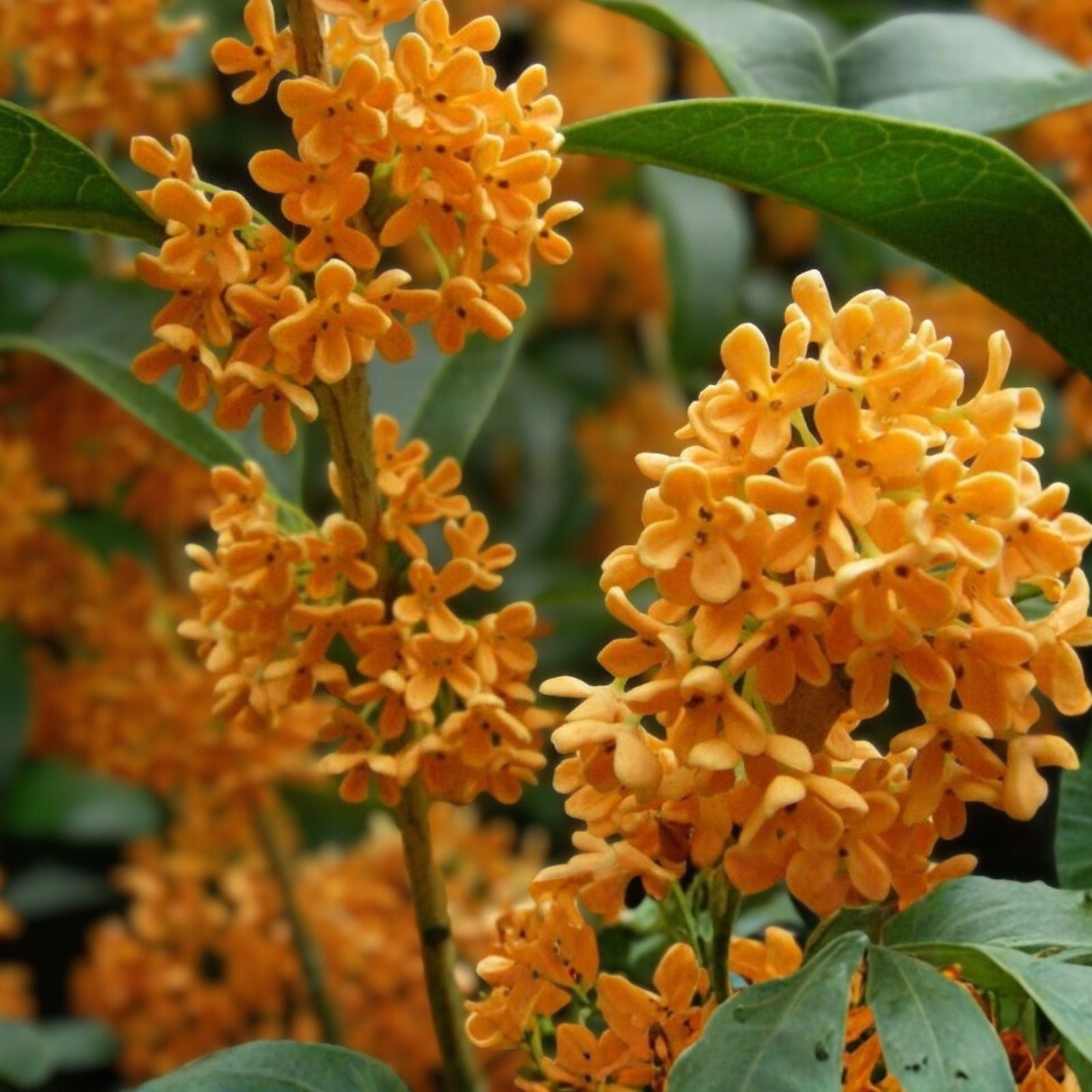 Fragrant Tea Olive Plant Apricot Echo Osmanthus fragrans Evergreen Shrub Live Starter Cutting