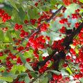Dwarf Nanking Cherry Cuttings Prunus Tomentosa Live Plant Bare Root Fruit Ornamental Garden Starter 10 Pack