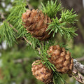 Shortleaf Pine Live Starter Tree 8-12" Bare Root Pinus echinata Native Southeastern US Resilient Tree