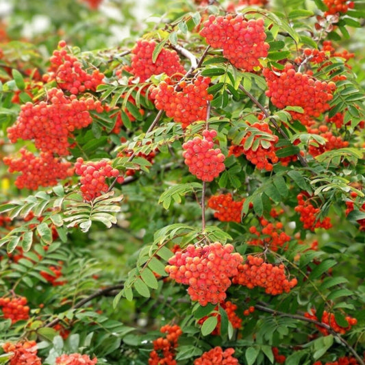 Mountain Ash Tree Seeds 50 Pack Sorbus aucuparia Ornamental Tree with Red Berries Live Plant Starter Cuttings
