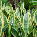 Snake Plant Cuttings with Roots, Mother-In-Law's Tongue, Sansevieria, Live Plant in 6-inch Pot