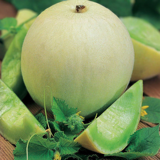 Honey Dew Melon Seeds, Non-GMO Heirloom Green Fruit Plant, Cucumis melo, Starter Seed, Garden, Vegetable, Live Plant, Cutting