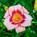 Daylily Roots 3 Pack Reblooming Perennial Hemerocallis 'Once Upon a Time' Starter Plants Garden Flowers