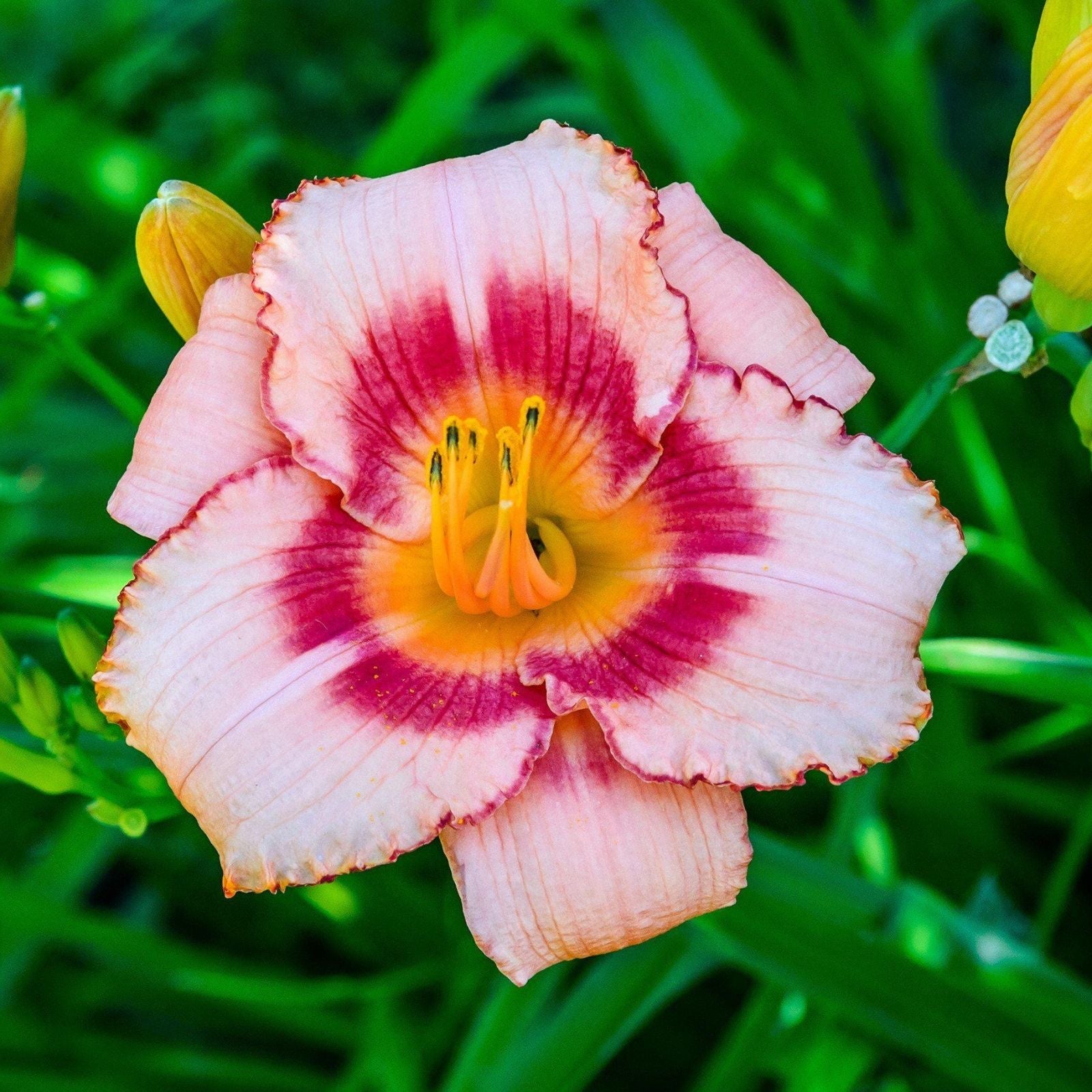Daylily Roots 3 Pack Reblooming Perennial Hemerocallis 'Once Upon a Time' Starter Plants Garden Flowers