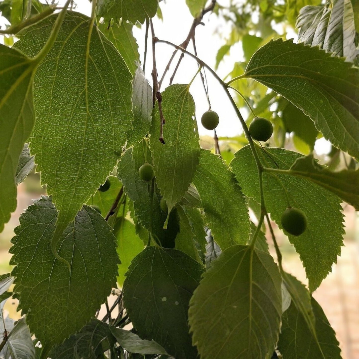 Live Hackberry Tree Bare Root Celtis occidentalis Wildlife-Friendly Tree for Zones 3-9, Durable Native Tree, Starter Plant