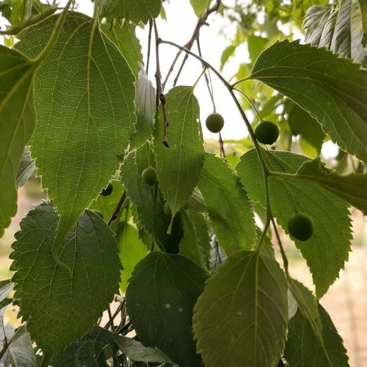 Live Hackberry Tree Bare Root Celtis occidentalis Wildlife-Friendly Tree for Zones 3-9, Durable Native Tree, Starter Plant