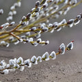 Pussy Willow Cuttings 12" Salix discolor Live Plant Native Shrub for Gardening Landscaping