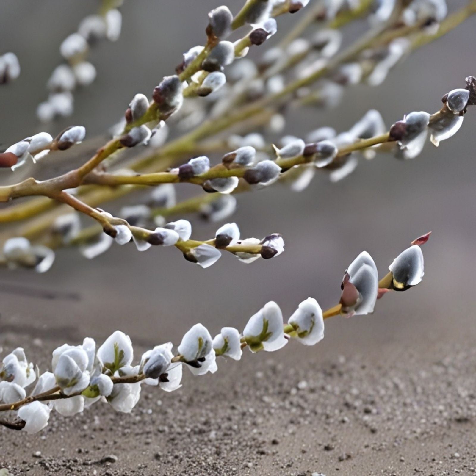 Pussy Willow Cuttings 12" Salix discolor Live Plant Native Shrub for Gardening Landscaping
