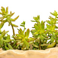 Golden Glow Sedum Adolphi Succulent Plant 2" Drought Tolerant Indoor Outdoor Live Plant