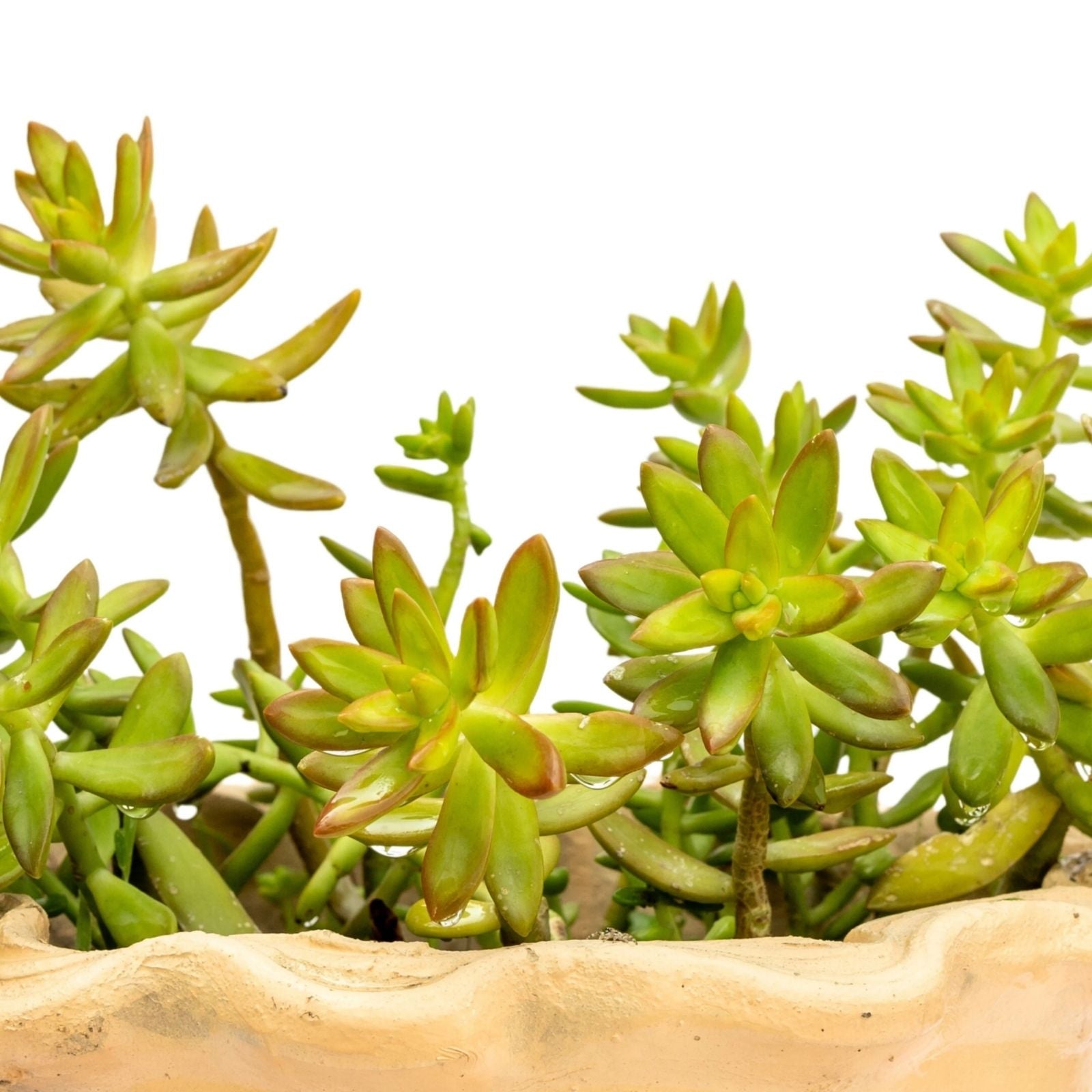 Golden Glow Sedum Adolphi Succulent Plant 2" Drought Tolerant Indoor Outdoor Live Plant