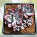 Graptoveria Dusty Pink Succulent Live Plant 4-Inch, Pink Foliage, Easy Care, Garden Decor, Unique Houseplant