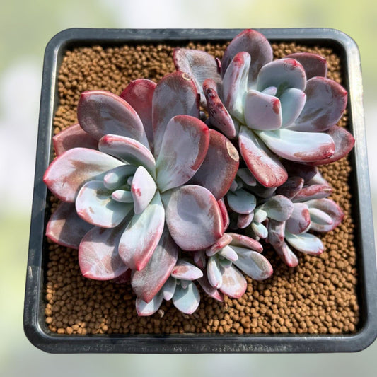 Graptoveria Dusty Pink Succulent Live Plant 4-Inch, Pink Foliage, Easy Care, Garden Decor, Unique Houseplant