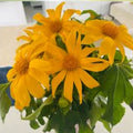 Tithonia diversifolia Mexican Sunflower Cuttings Organic Perennial Live Plant Garden Flower Starter 10