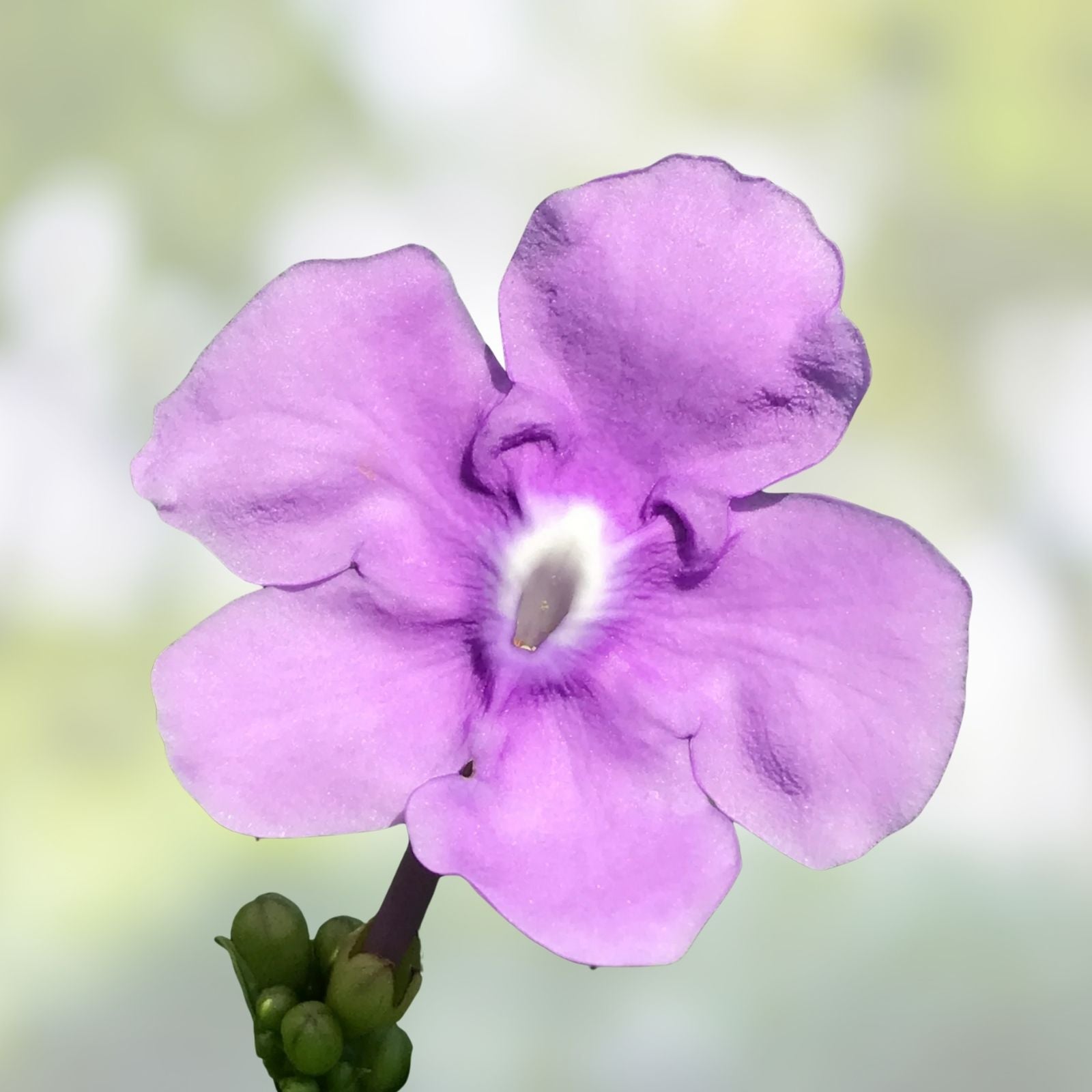 Brunfelsia grandiflora Cutting Tropical Flowering Plant Rare Garden Variety Houseplant Live Starter