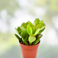 10-Pack Variegated Jade Succulent Cuttings Crassula spp. Live Plant Starter Bare Root Houseplant