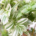 Tradescantia Albiflora Cuttings 7 Pack Wandering Jew Houseplant Green White Variegation Live Plant