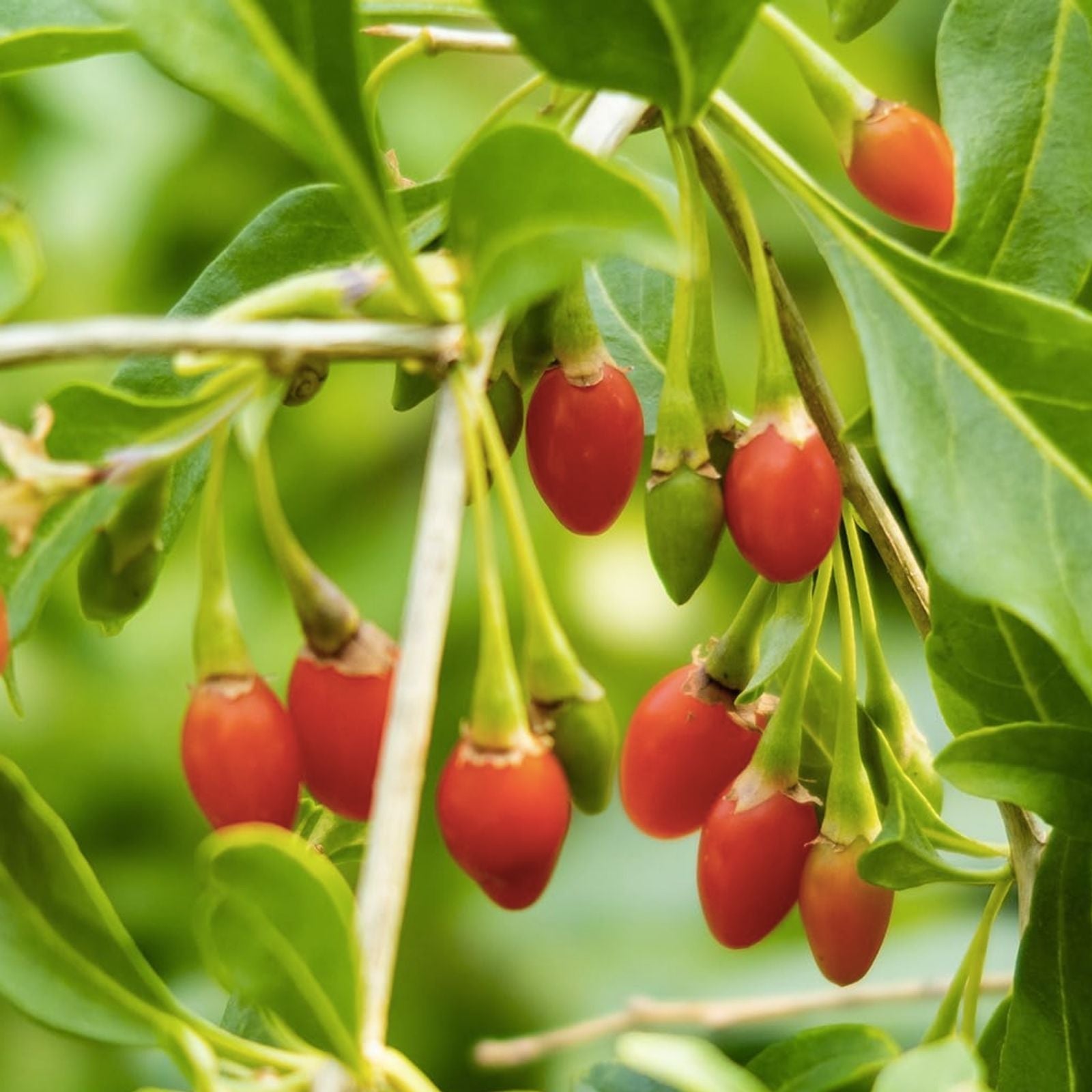 Goji Berry Cuttings - 5 Live Lycium barbarum Starter Plants - ANNY Variety for Gardening and Rooting - Non-GMO