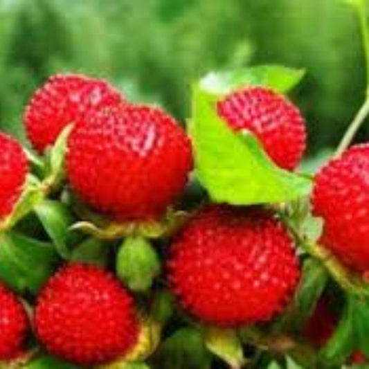 Indian Strawberry Vine Seeds – Edible Groundcover Plant, Duchesnea indica, 100 Seeds for Garden Landscaping