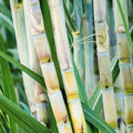 Sugarcane Cuttings 5pcs Live Plant Starter Material Saccharum officinarum Juicy Sweet Growing