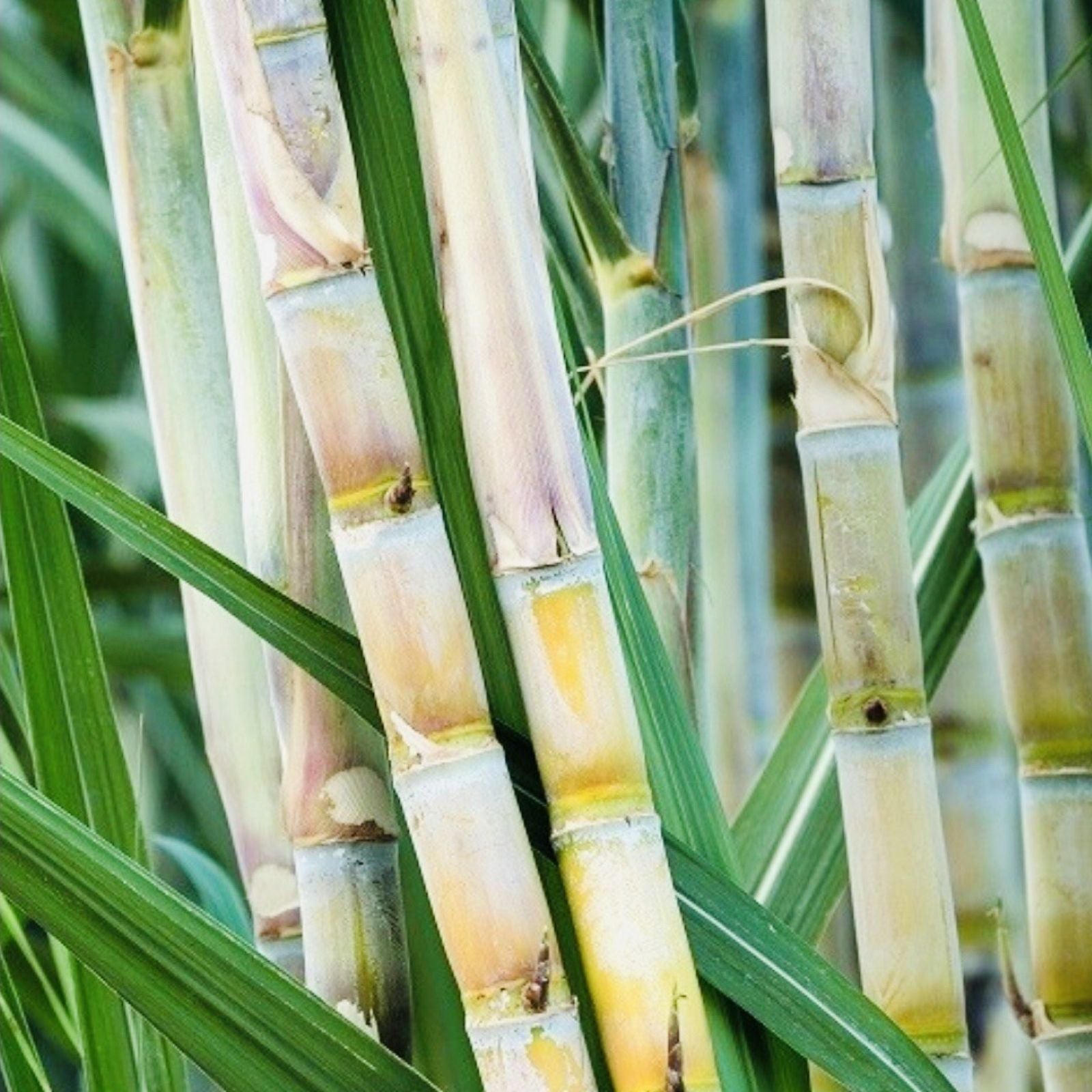 Sugarcane Cuttings 5pcs Live Plant Starter Material Saccharum officinarum Juicy Sweet Growing