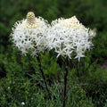 Anise Hyssop Seeds for Planting, 100+ Wildflower Seeds, Agastache foeniculum, Aromatic Herb, Bee-Friendly Pollinator Plant