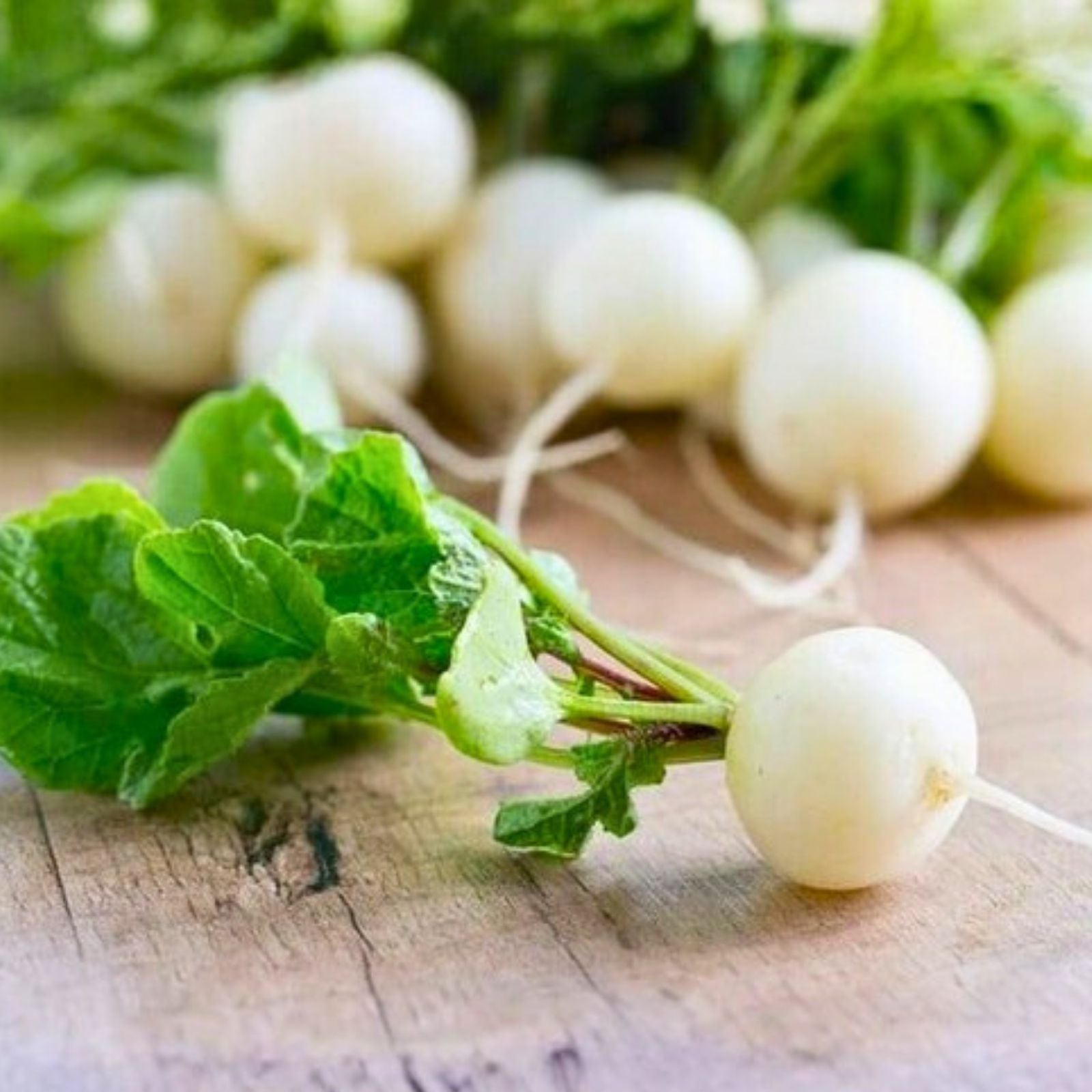 Hailstone White Radish Seeds 500 Non-GMO Heirloom Raphanus sativus Vegetable Seeds