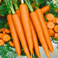 Purple Haze Carrot Seeds – 25+ Organic Hybrid Daucus carota Vegetable Seeds, Sweet Flavor, Live Plant, Starter, Bare Root, Cutting