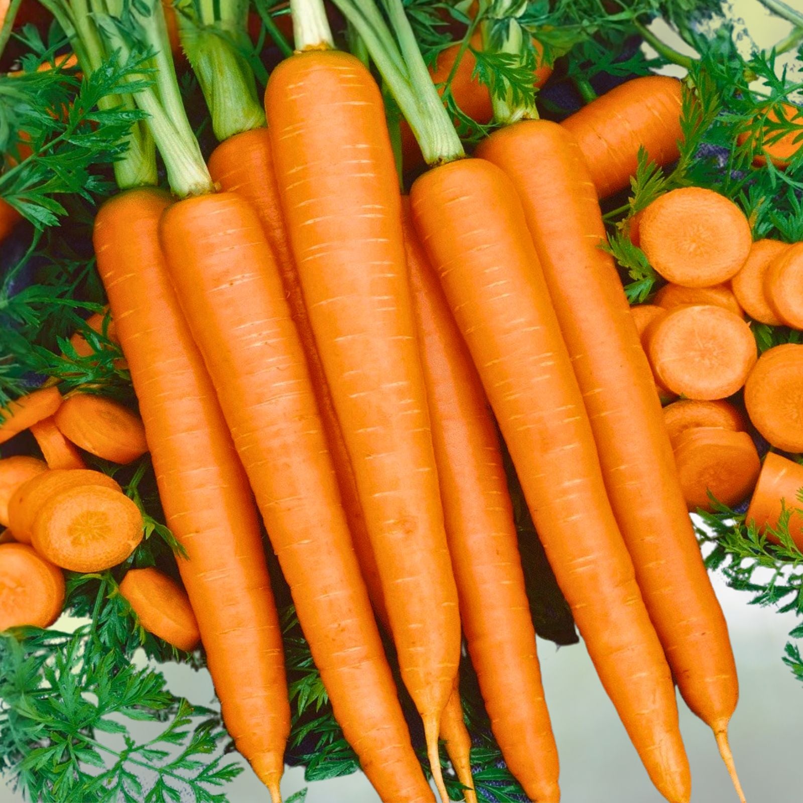 Purple Haze Carrot Seeds – 25+ Organic Hybrid Daucus carota Vegetable Seeds, Sweet Flavor, Live Plant, Starter, Bare Root, Cutting