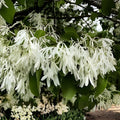 White Fringe Tree Seeds 30 Pack – Chionanthus virginicus Old M Variety for Planting and Gardening