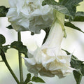 White Brugmansia Cuttings - 2 Unrooted Angel's Trumpet Datura spp. - Ornamental Flowering Plant for Garden - Easy to Grow