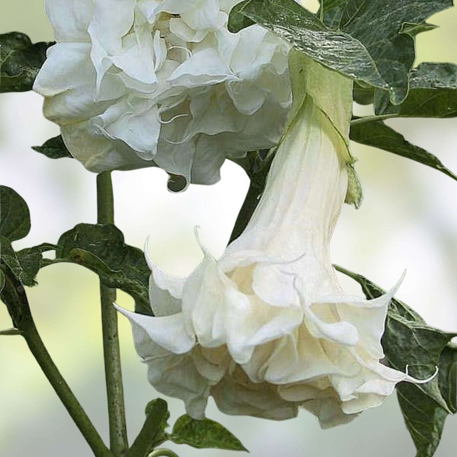 White Brugmansia Cuttings - 2 Unrooted Angel's Trumpet Datura spp. - Ornamental Flowering Plant for Garden - Easy to Grow