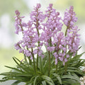 Common Milkweed Seeds 100 Pack - Asclepias syriaca Native Pollinator Friendly Gardening Seeds