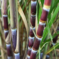 Sugarcane Cuttings 3 pcs Live Plants - Sweet Variety Saccharum officinarum for Growing and Gardening