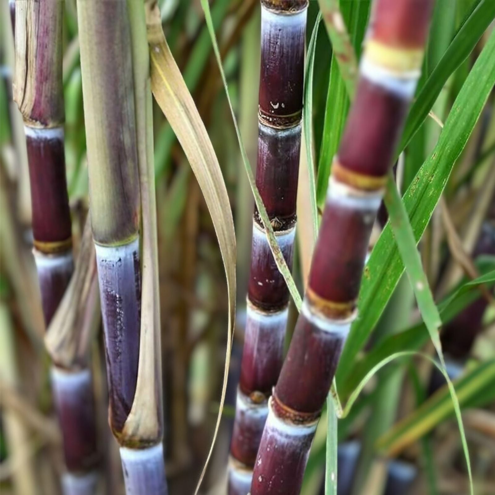 Sugarcane Cuttings 3 pcs Live Plants - Sweet Variety Saccharum officinarum for Growing and Gardening