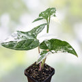 Variegated Syngonium Albo Podophyllum Cutting, Live Houseplant, Unrooted Plant, Indoor Plant, Starter Plant, Free Shipping