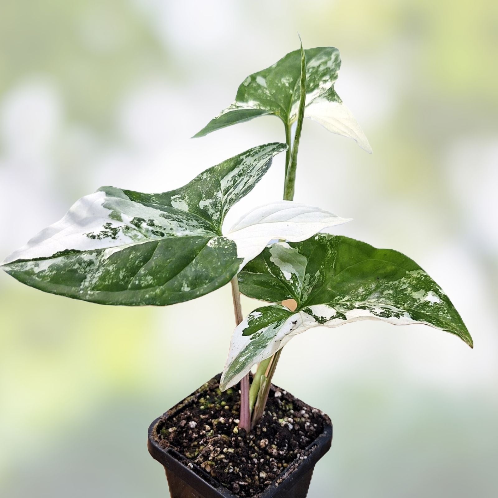 Variegated Syngonium Albo Podophyllum Cutting, Live Houseplant, Unrooted Plant, Indoor Plant, Starter Plant, Free Shipping