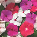 Vinca Seeds 500 Count Sunsplash White Flowering Garden Plants, Outdoor Decor, Catharanthus roseus, Live Plant, Starter Seed Pack