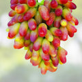 Golden Fingers Grapes Cuttings Vitis vinifera Premium Starter Plants for Home Garden, Live Plant, Bare Root, Climbing Vine