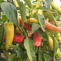 Sweet Hungarian Yellow Wax Pepper Seeds, Heirloom Non-GMO Capsicum annuum, 100 Seeds, Garden Pepper Plant, Yellow Wax Pepper Seedling