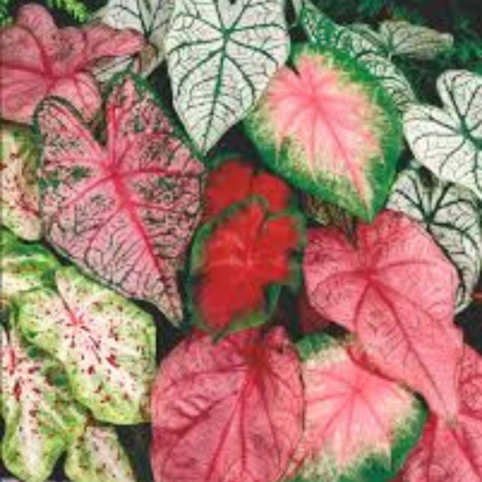 Petunia Flower Seeds 200+ Mixed Colors Non-GMO | Garden Seeds for Planting | Fast Growing Petunia spp.