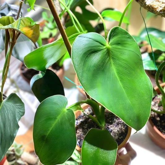Philodendron Rogus Rooted Cutting - Pig Skin Tropical Houseplant for Indoor Decor - Fresh Stock