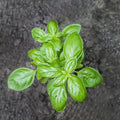 Heirloom Basil Seeds 500 Non-GMO Sweet Genovese Herb Spice Ocimum basilicum Live Plant Cutting