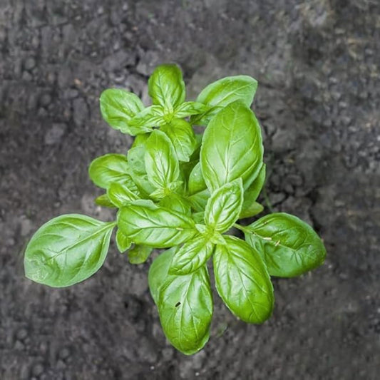 Heirloom Basil Seeds 500 Non-GMO Sweet Genovese Herb Spice Ocimum basilicum Live Plant Cutting