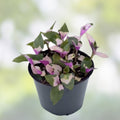 Variegated Tradescantia Blushing Bride Cutting - Wandering Jew Houseplant Starter - Live Plant Propagation