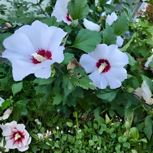 Hibiscus syriacus Rose of Sharon Cuttings 10 Pack | Live Bare Root Starter Plants | Hardy Flowering Shrub