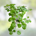 Plectranthus Swedish Ivy Live Plant Starter, Indoor Houseplant, Easy Care, Green, Rooted Plant for Home Decor