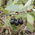 Sand Cherry Seeds 5 Pack Prunus pumila Edible Fruit Tree Shrub Native Plant for Landscaping Wildlife