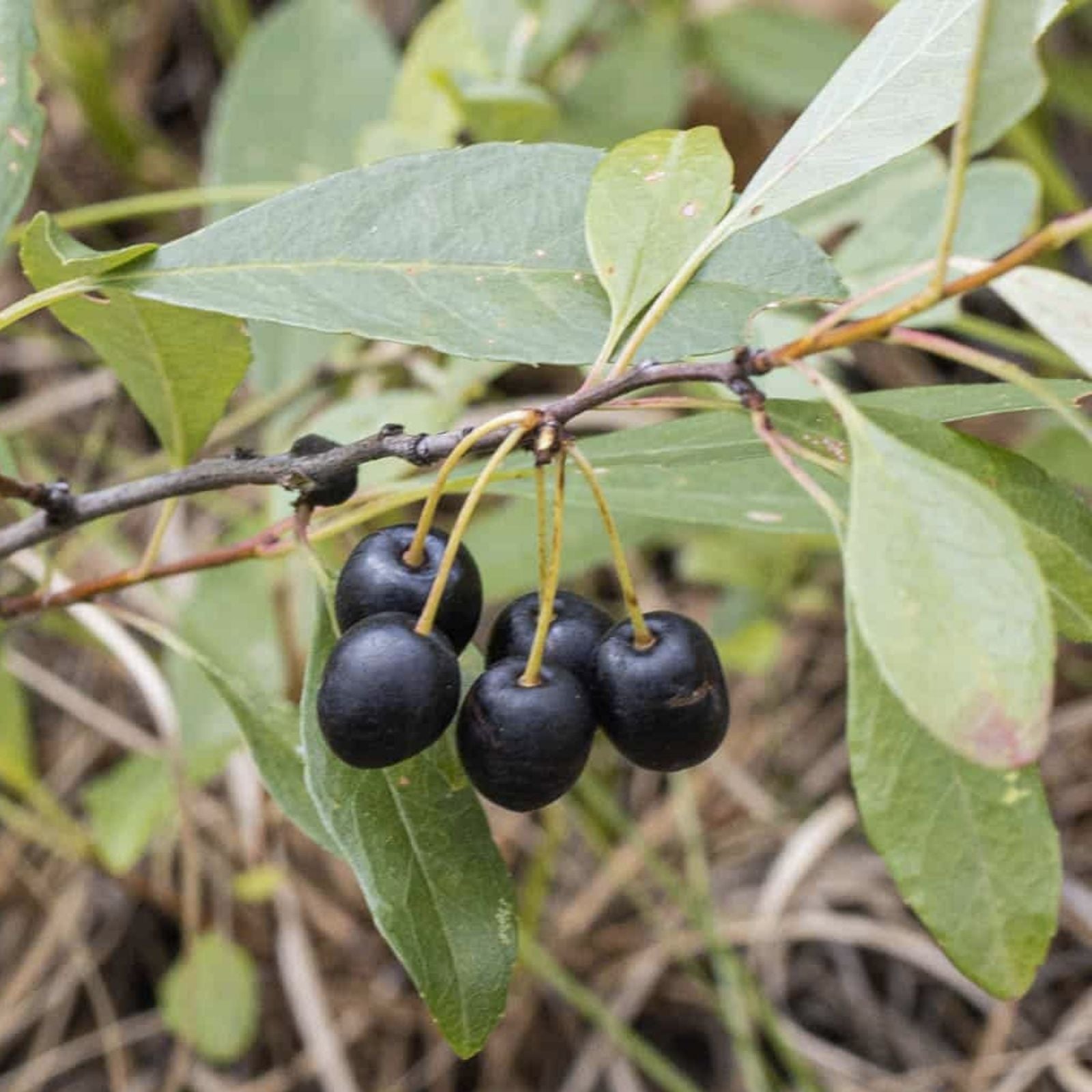 Sand Cherry Seeds 5 Pack Prunus pumila Edible Fruit Tree Shrub Native Plant for Landscaping Wildlife