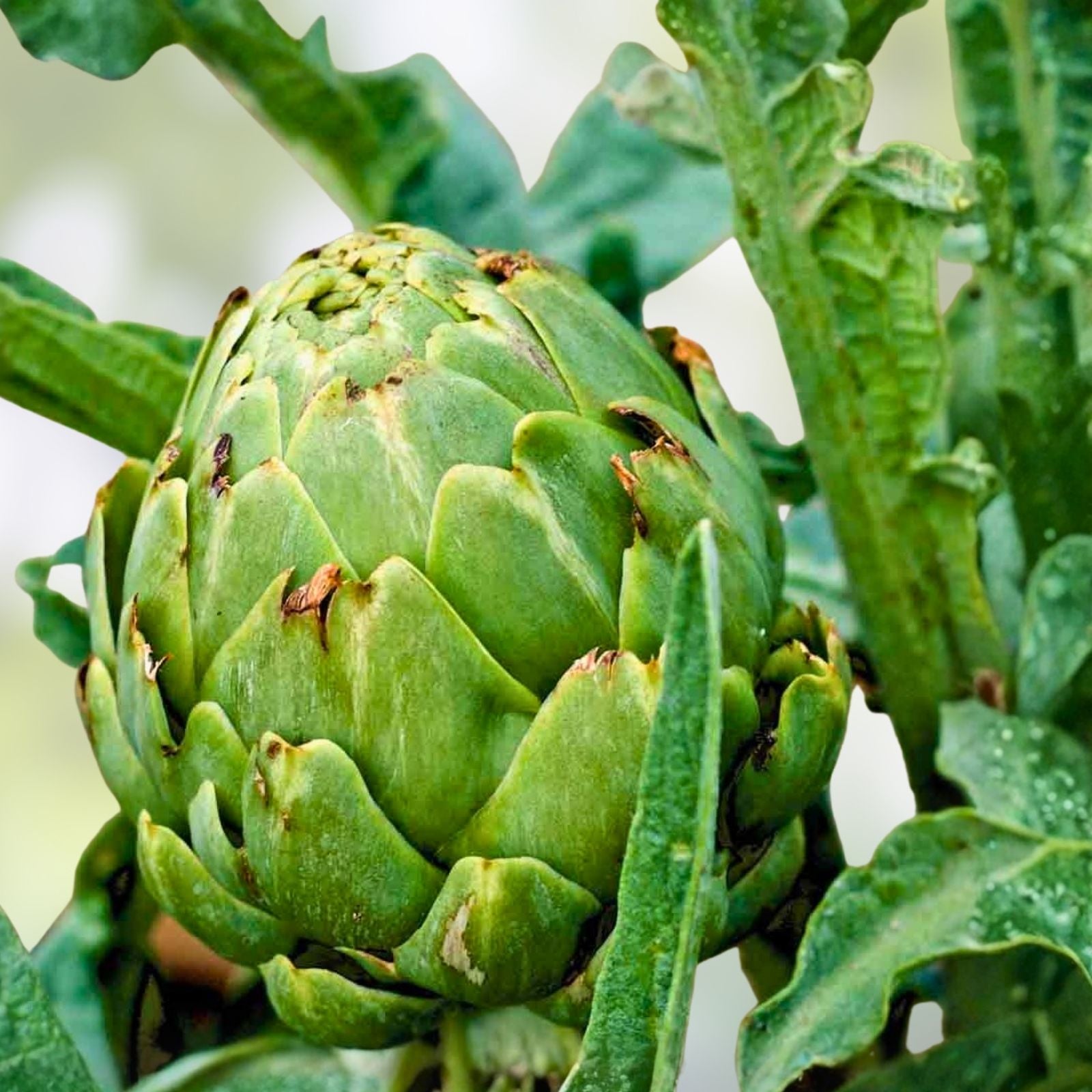 Heirloom Artichoke Seeds Green Globe Non-GMO Starter Plant for Home Gardening Cynara cardunculus